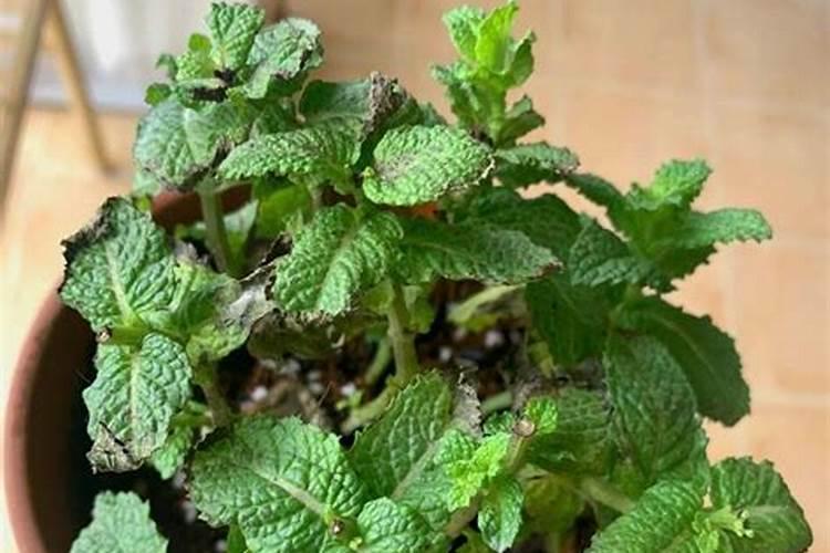 沃生中量元素水溶肥料的作用