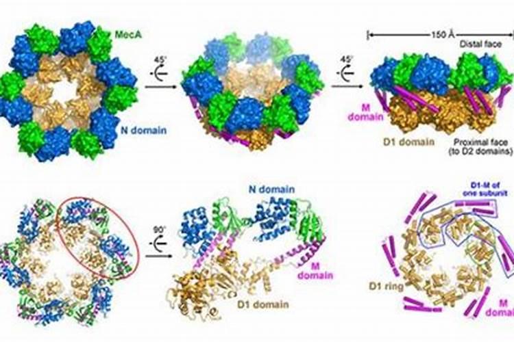 鱼蛋白发酵配方