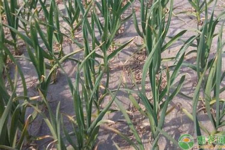 大蒜返青最佳肥料