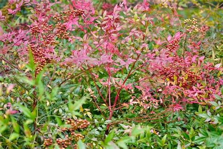 路边绿化带种的结红色果实是什么？