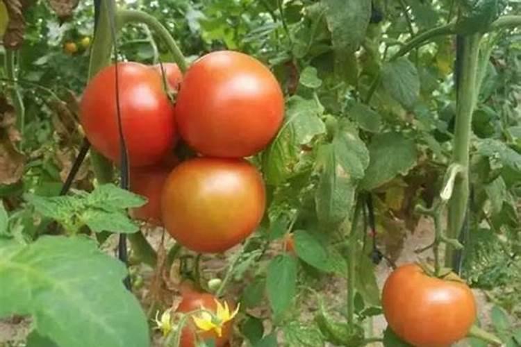 西红柿开花结果期怎么施肥和管理