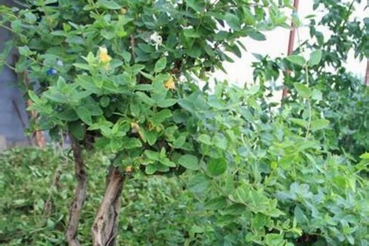 老桩刚移栽多长时间浇水一次 老桩刚移栽多久浇水一次