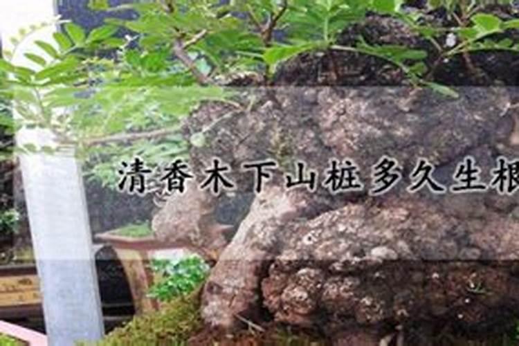 紫薇老桩上盆时间与养护方法