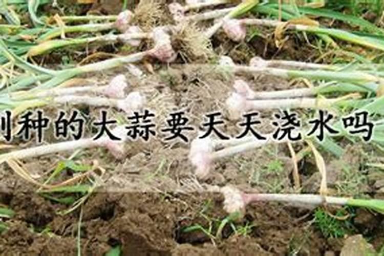 移植后的玫瑰老桩发芽了,可以去膜,和施肥吗？