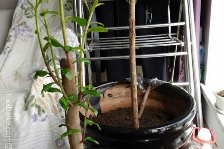 玫瑰老桩刚买回怎么养植