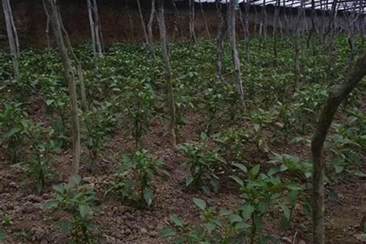 西红柿幼苗可以持续喷施叶面肥吗