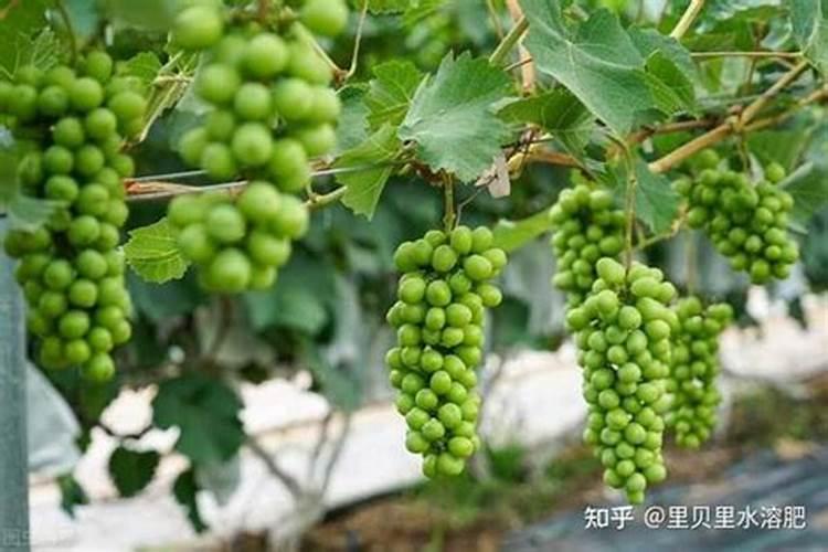 葡萄用什么肥料最好