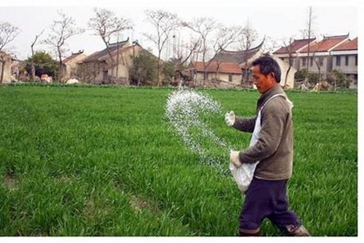 荔枝什么时候施肥 荔枝最佳的施肥时间