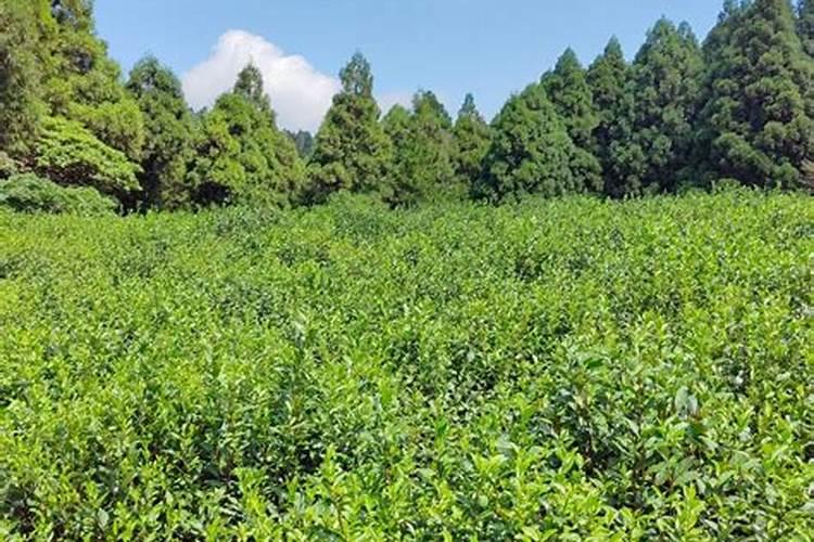 桃树苗种植步骤 桃树怎么施肥好