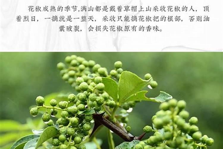 花椒施什么肥料好