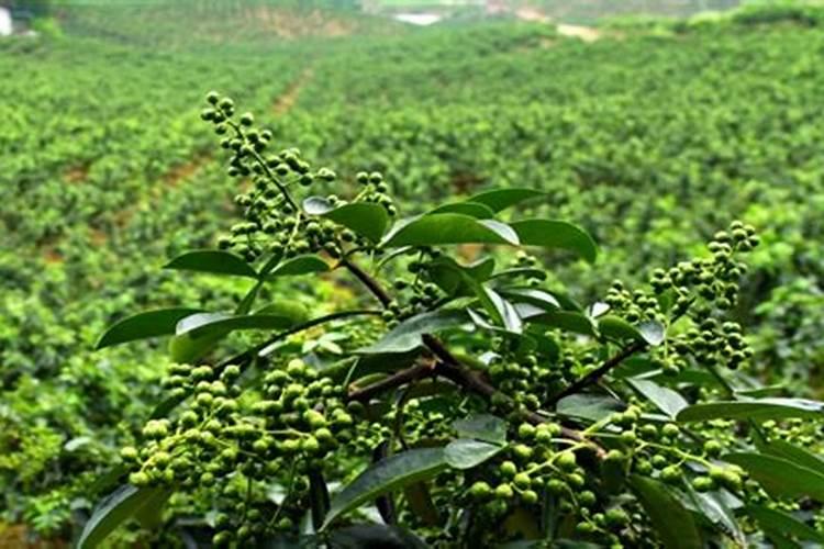 九叶青花椒树该怎么种植呢？