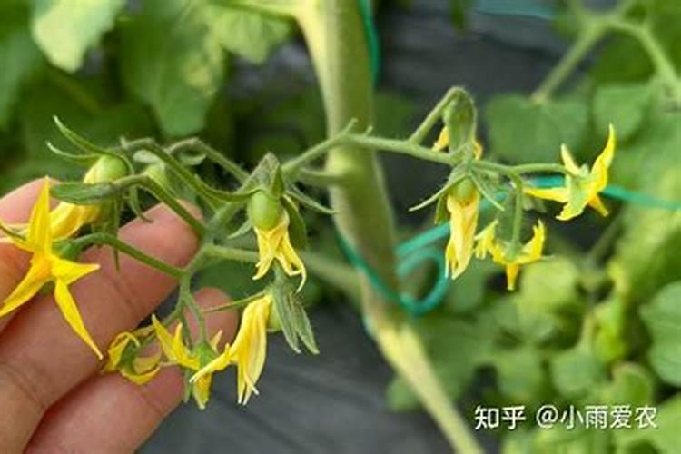 刚种桔子树可以使用氨基酸水溶肥吗？