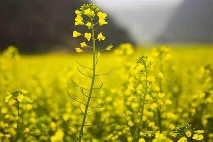 芸苔素的使用方法