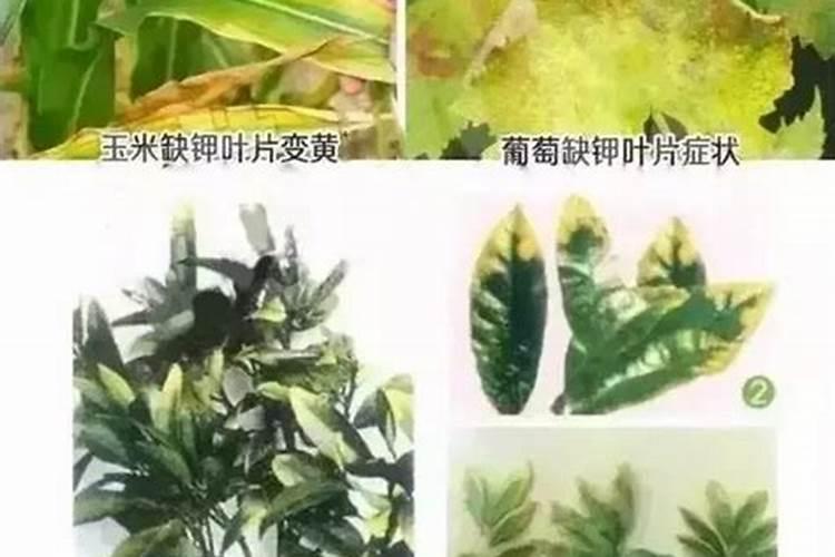 叶片枯黄用什么肥