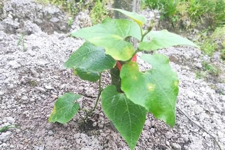 硅肥使用的最佳时间是什么时候？