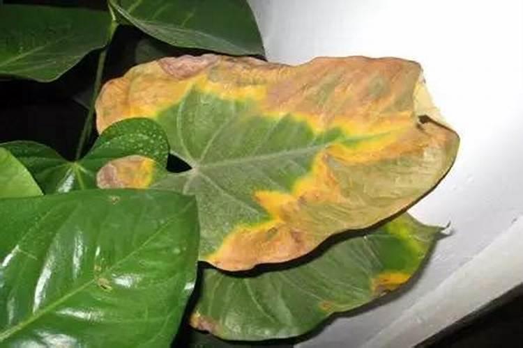 大丽花花期施什么肥料最好