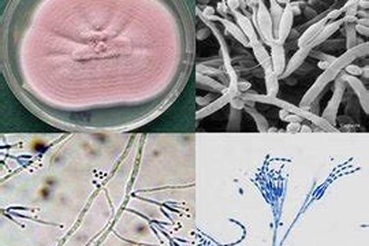 治根线虫药能和复合肥一起冲施吗