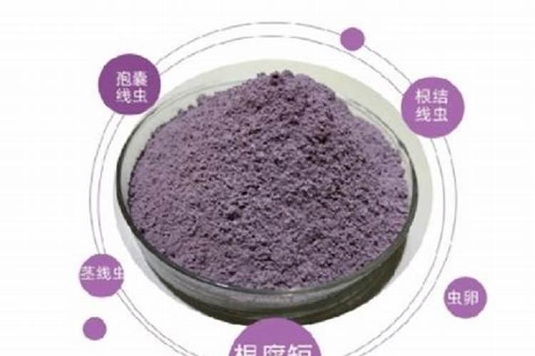 淡紫拟青霉最佳使用方法是什么？