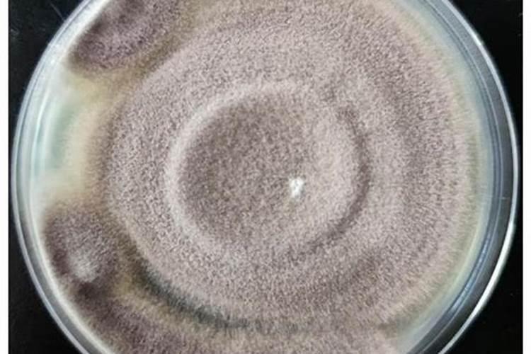 复合微生物菌剂有哪些