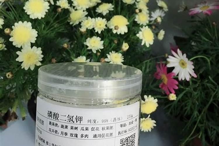 多肉施肥用什么肥料长得壮