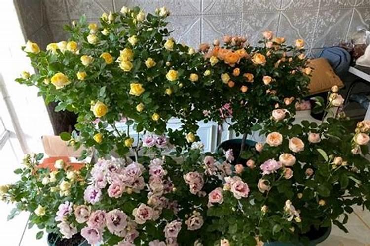 土里面是不是有虫子啊,土上面有很多一粒一粒的土