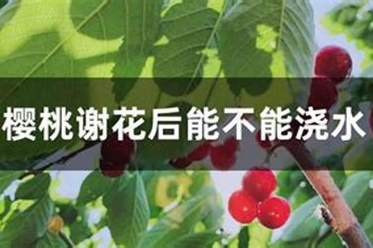 樱桃开花后用什么肥？