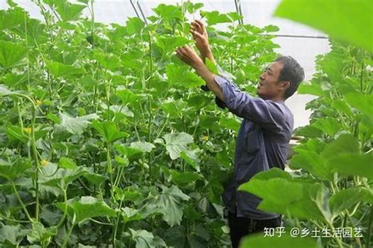 种辣椒用什么肥料好