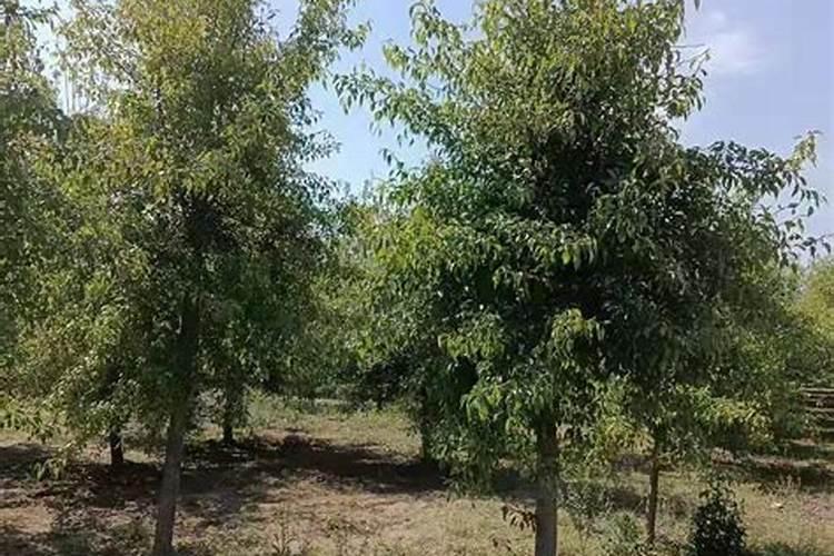 果树专用增产膨果叶面肥料？果树专用叶面肥什么牌子的好？