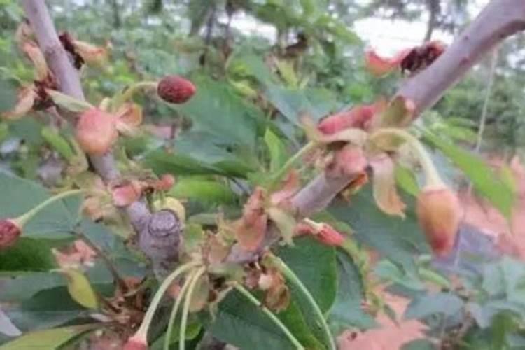 大棚樱桃树啥时候喂钙肥？