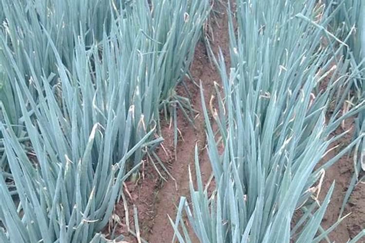 大葱施肥配方比例