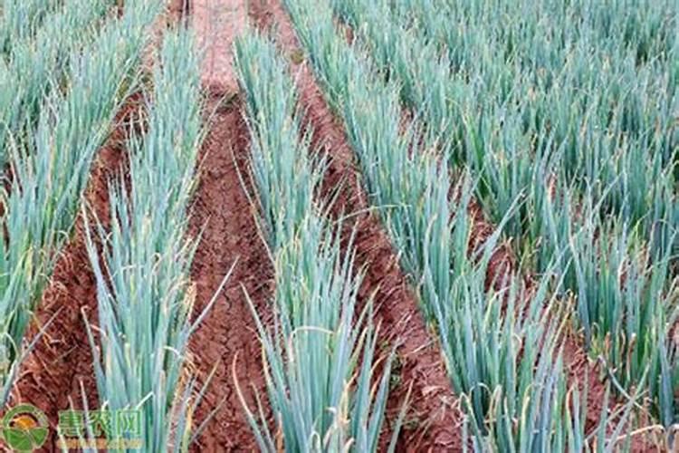 大葱栽培种植需要施啥肥料