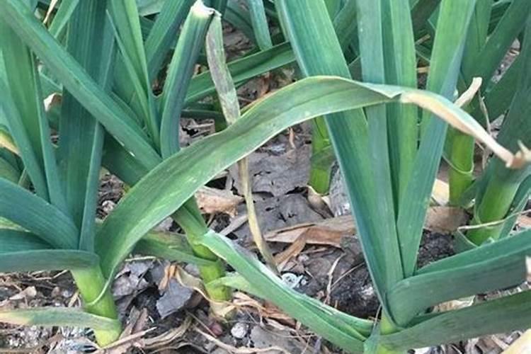 台湾三月初四有什么传统