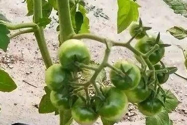 越冬大棚番茄栽培底肥用啥肥比较好？