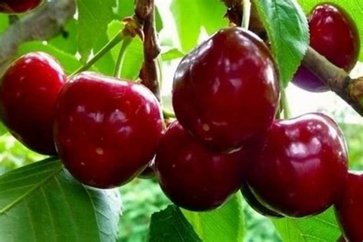 樱桃树不同的生长阶段,对水肥的要求都有哪些？