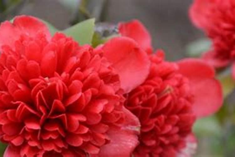 茶花施什么肥最好