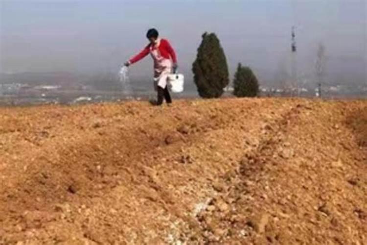 用黄豆做底肥的技术