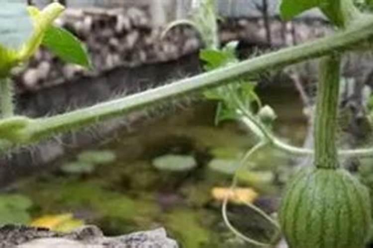 种植小型西瓜怎么施足基肥