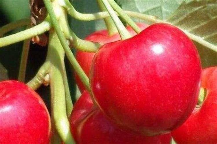 樱桃花树施肥方法及时间是怎样的 樱桃花树施肥方法及时间