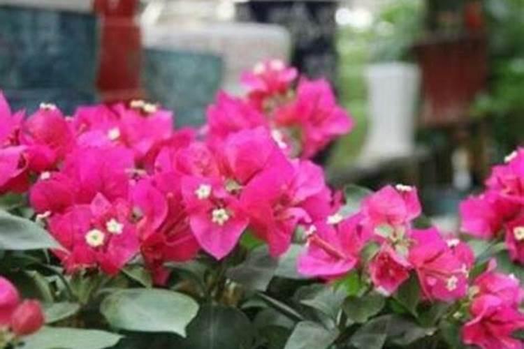 三角梅开花期间怎么施肥施什么肥