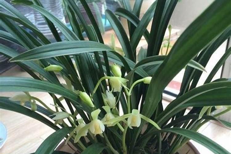 兰花应该用什么肥