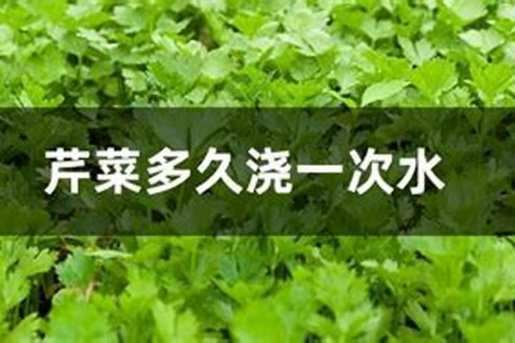 大棚芹菜中后期用什么肥料