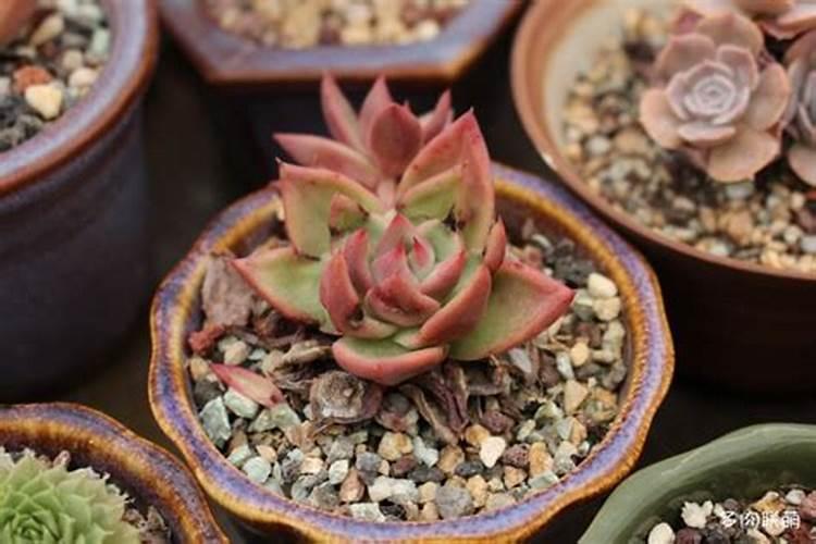 什么是鱼蛋白肥料,鱼蛋白肥料作用及使用方法