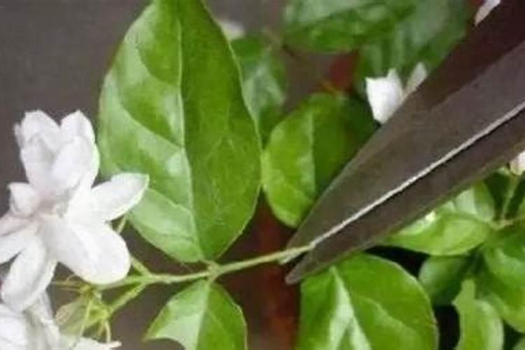 茉莉花施肥施多了怎么？