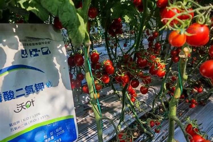 番茄增产追施磷酸二氢钾的用量和高产追肥建议
