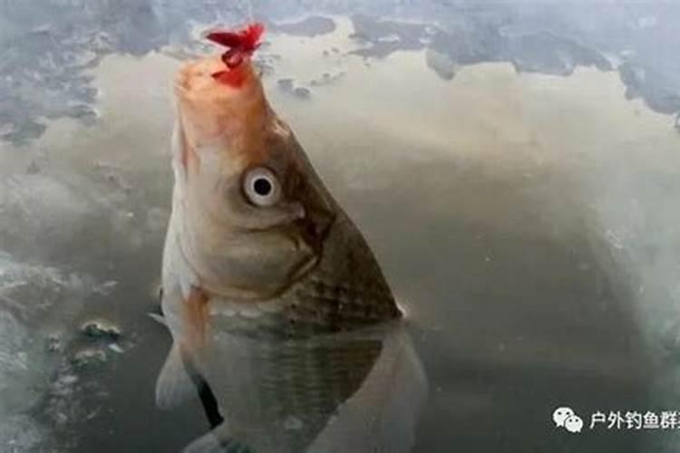 这些作物怎么使用鱼蛋白肥？千万别施错了!