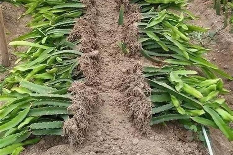 硼砂有没有分工业与农业用的吗