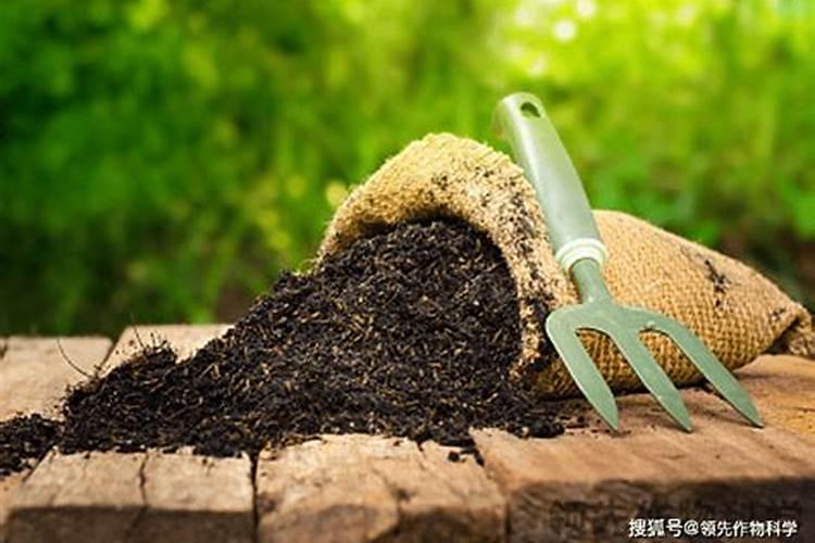 西瓜苗用什么肥料生根快西瓜苗几月份开始育苗