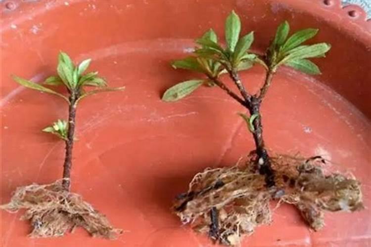 植物生根有专用叶面肥吗？生根剂可以直接浇灌吗？