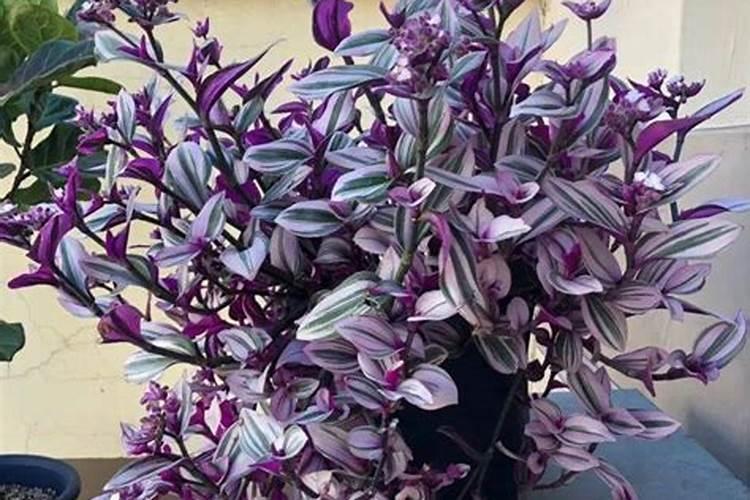 观叶植物叶面肥用磷酸二氢钾行吗