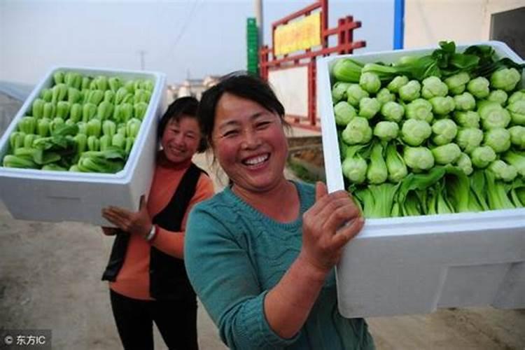 水溶肥是什么肥料 水溶性肥料的优缺点有哪些